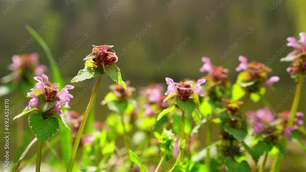 Close up shot of purple dead nettle gently swaying in wind Close up shot of purple dead nettle gently swaying in wind