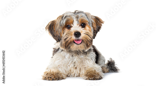 Happy Biewer Yorkshire Terrier panting mouth open lying down isolated on white photo