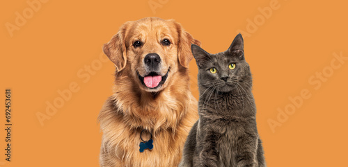 Happy Cats and dogs panting, together in a row, agaisnt orange