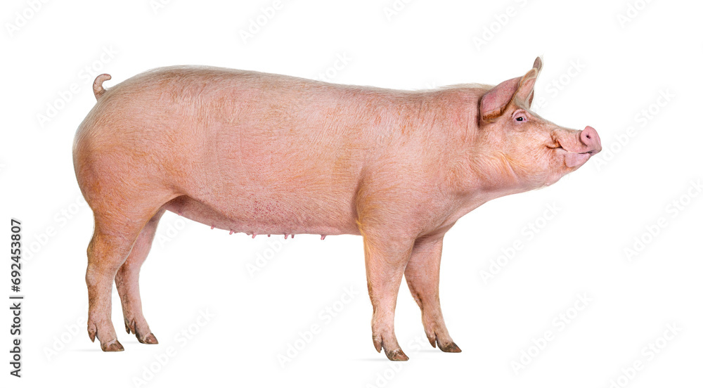 Side view of a Domestic pig, isolated on white Side view of a Domestic pig, isolated on white