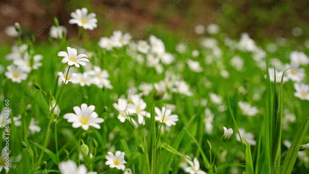 Close up shot of a wildflower greater stitchwort Close up shot of a wildflower greater stitchwort