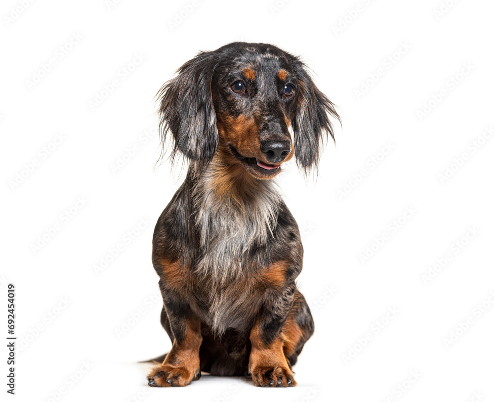 Blue merle Dachshund panting and looking away, isolated on white