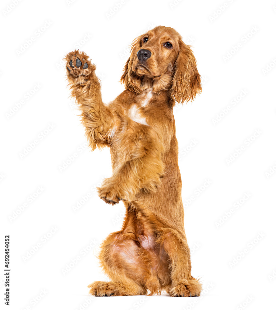 On its hind legs English cocker spaniel begging, looking up, isolated