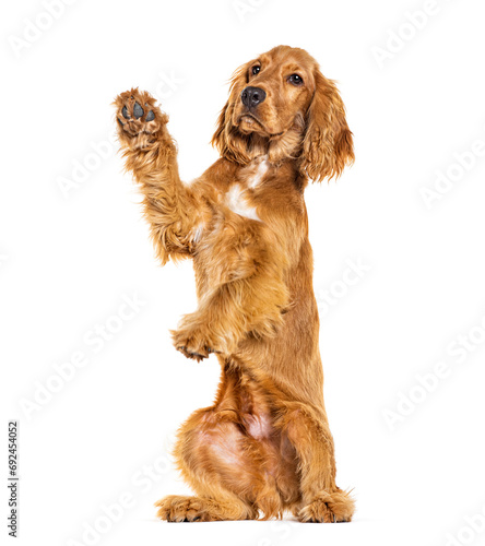 On its hind legs English cocker spaniel begging, looking up, isolated on white photo