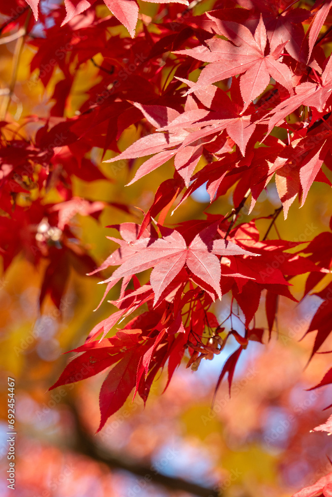 Beautiful maple leaves on the tree in autumn season. Beautiful maple leaves on the tree in autumn season.