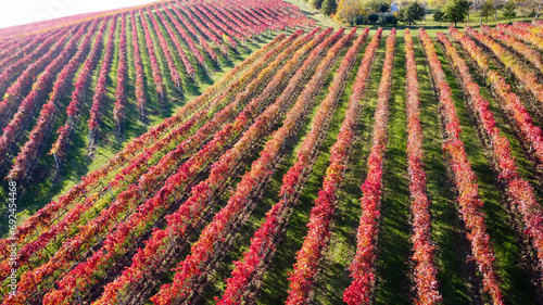 Fotografie lambrusco wine vineyards in autumn aerial landscape with drone castelvetro di mo