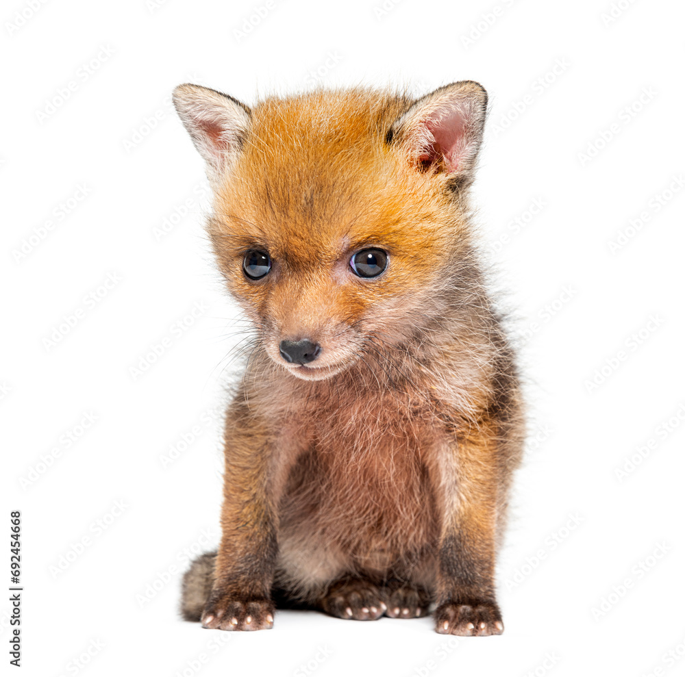 Sitting five weeks old Red fox cub, isolated on white