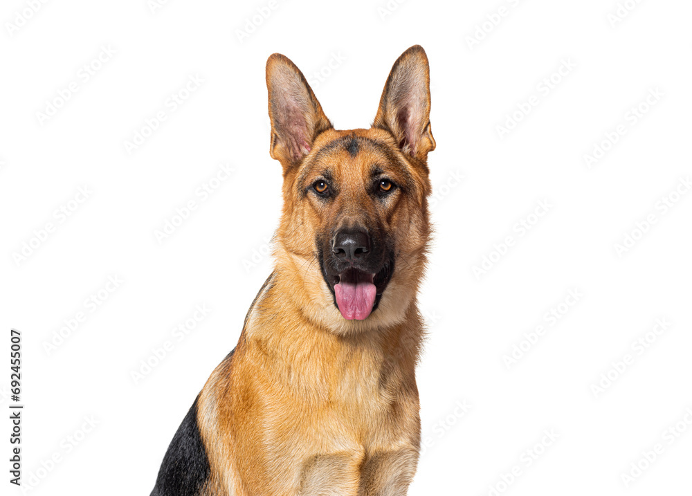 head shot of a German shepherd panting and looking at the camera, isolated on white