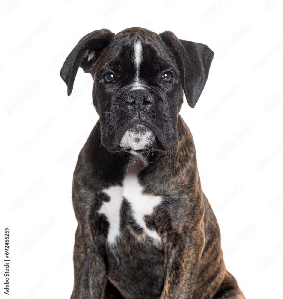 Boxer puppy, ten weeks old, isolated on white Boxer puppy, ten weeks old, isolated on white