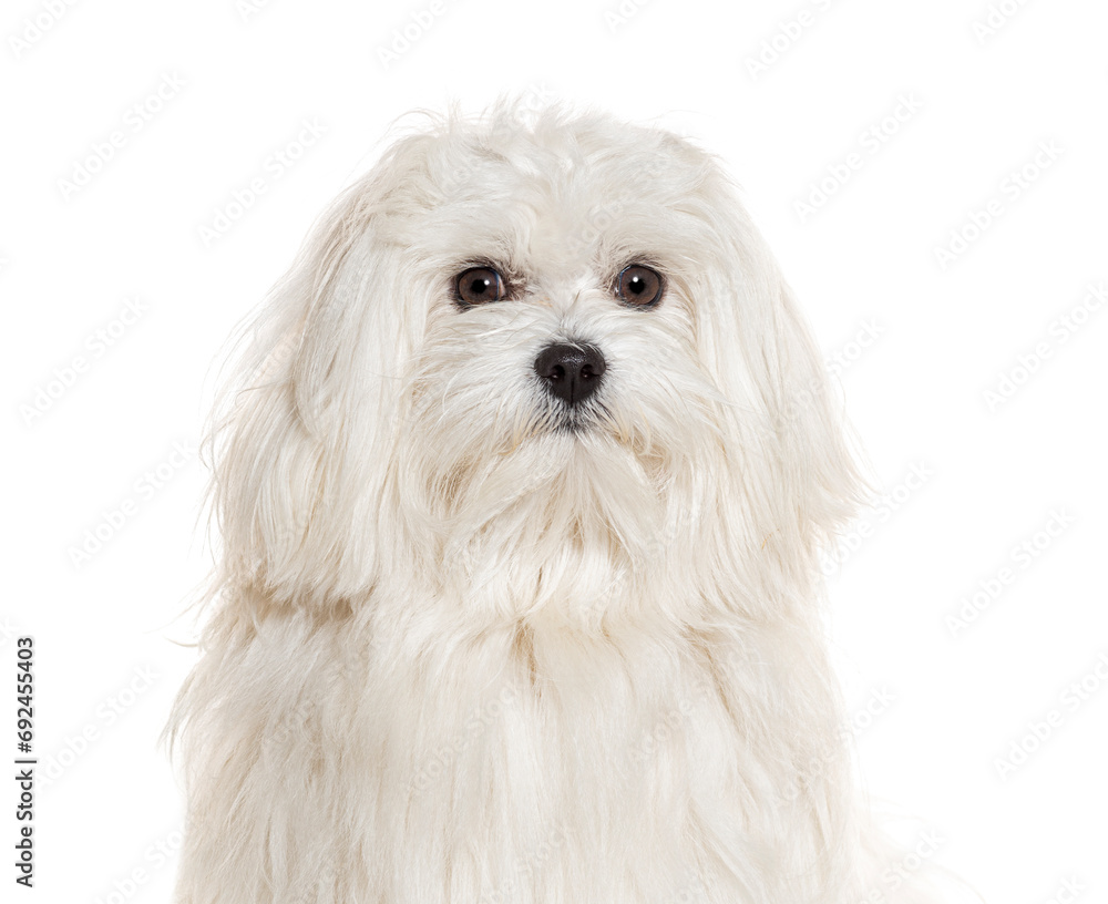 Headshot of a Maltese looking at the camera, isolated on white Headshot of a Maltese looking at the camera, isolated on white