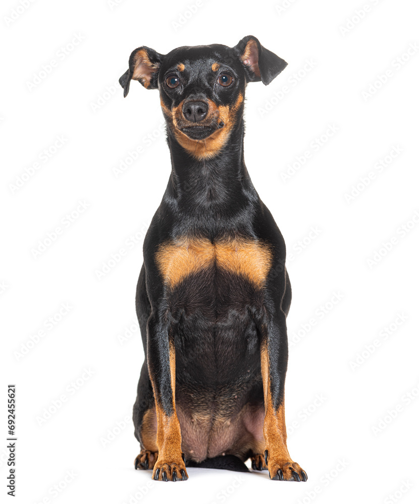 Prague Ratter, isolated on white