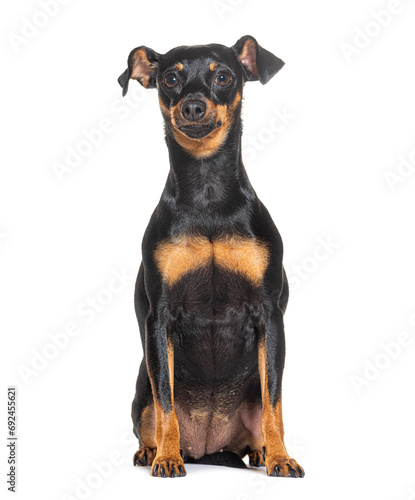 Prague Ratter  isolated on white