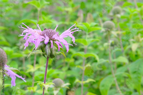 Monarda fistulosa is growing in garden. Purple plant. Green bush in country garden. Cultivated for its romantic flowers. photo