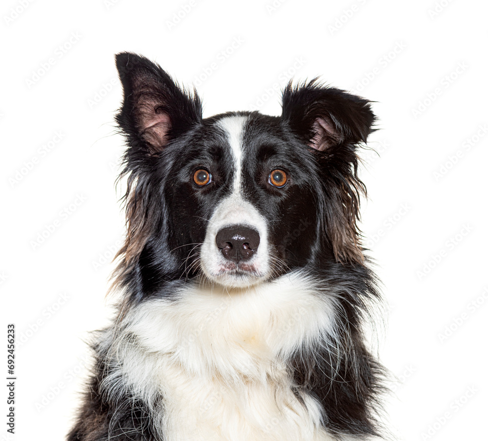 Border Collie, isolated on white