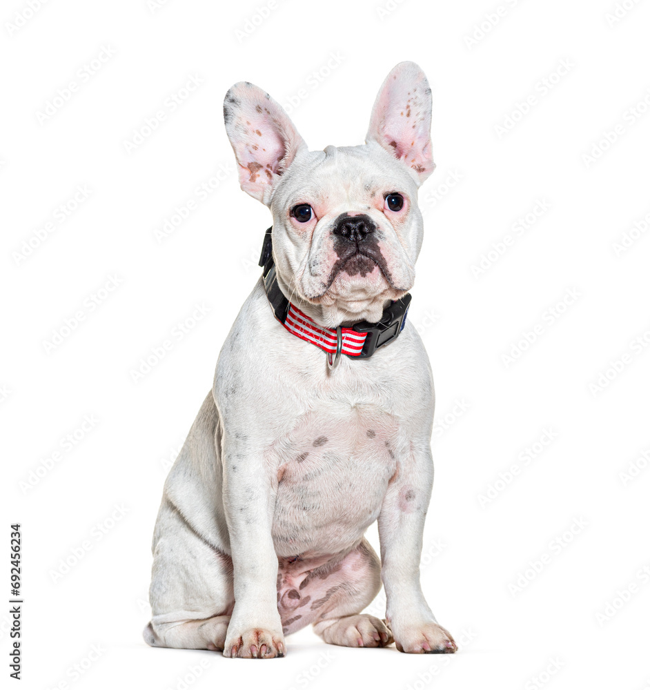 French Bulldog wearing a dog collar, isolated on white
