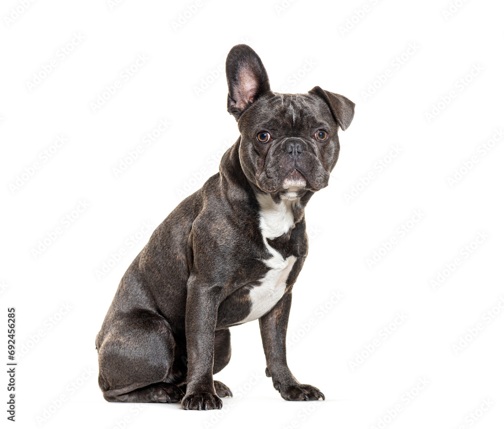 French Bulldog sitting one ear up, isolated on white