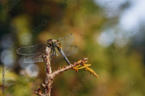 Dragonfly sitting on branch of a bush