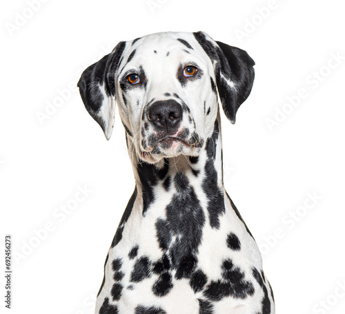 Portrait of a Dalmatian dog  isolated on white