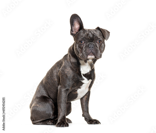 French Bulldog sitting one ear up, isolated on white © Eric Isselée