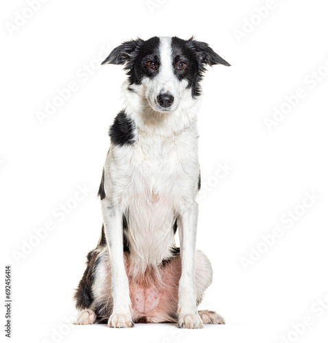 Sitting border collie, isolated on white