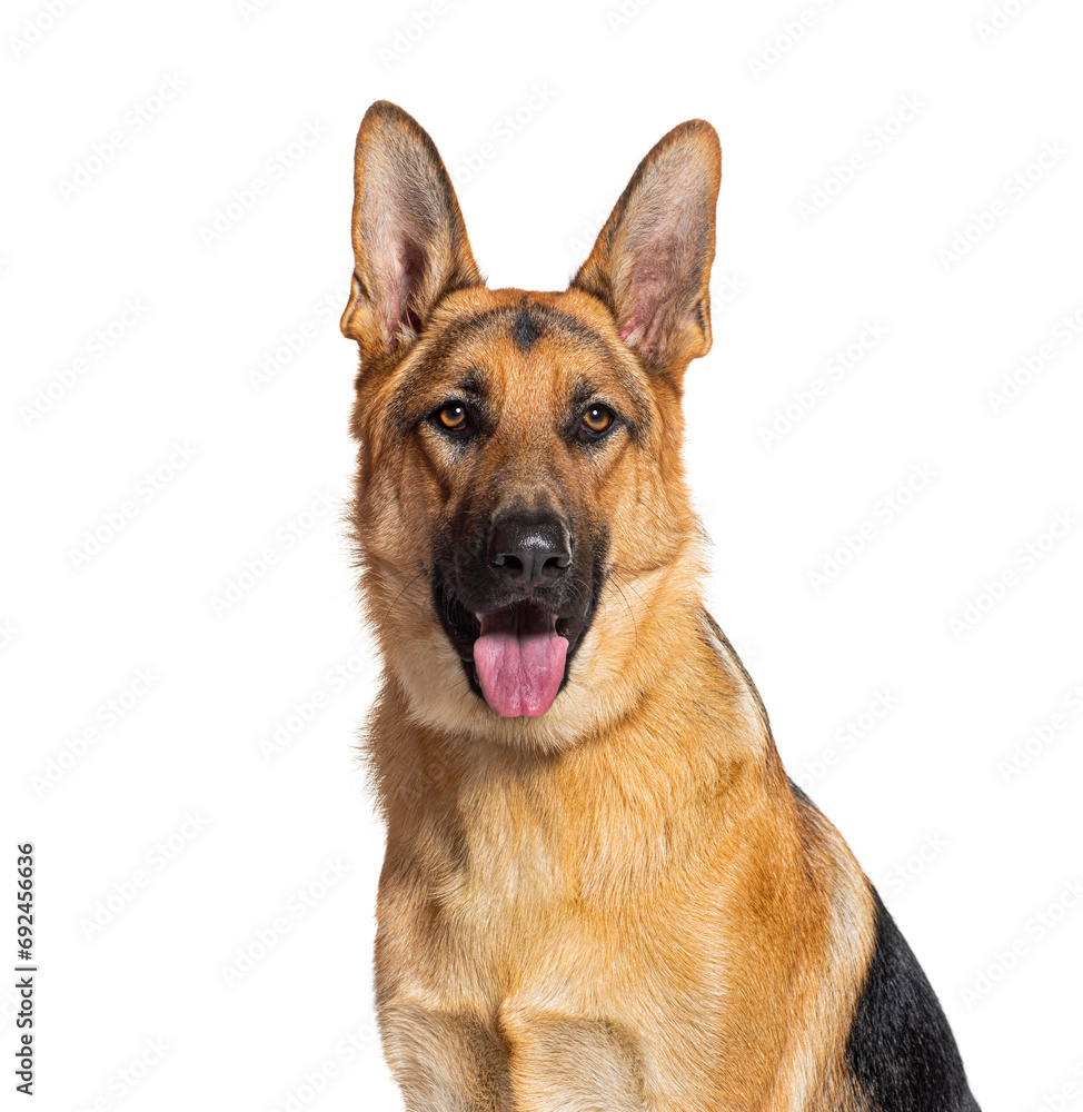 head shot of a German shepherd panting and looking at the camera, isolated on white head shot of a German shepherd panting and looking at the camera, isolated on white