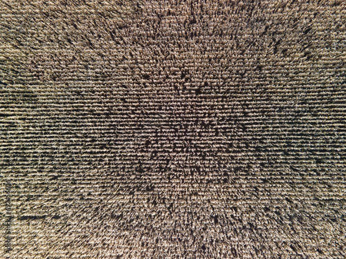 The texture of a dry cornfield from a height. Aerial photography of an uncollected crop from a corn field. photo