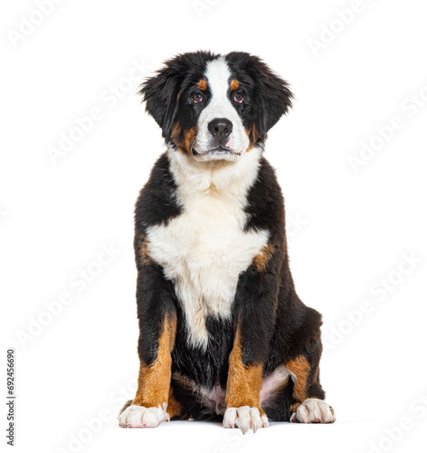 Bernese monutain dog puppy, four months old, isolated on white