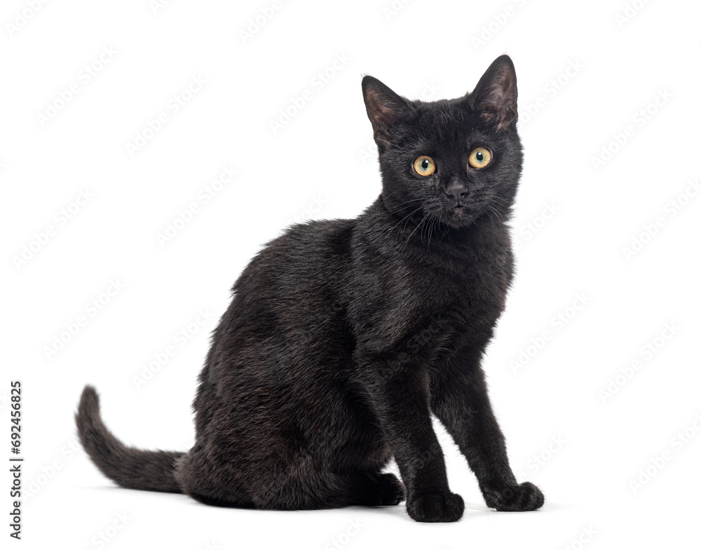 Side view of a Black cat, yellow eyed, looking at the camera, isolated on white