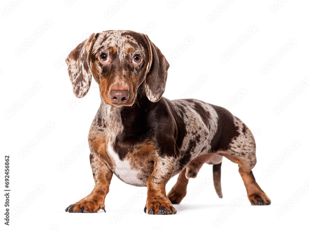 Red Merle Dachshund standing in front, isolated on white