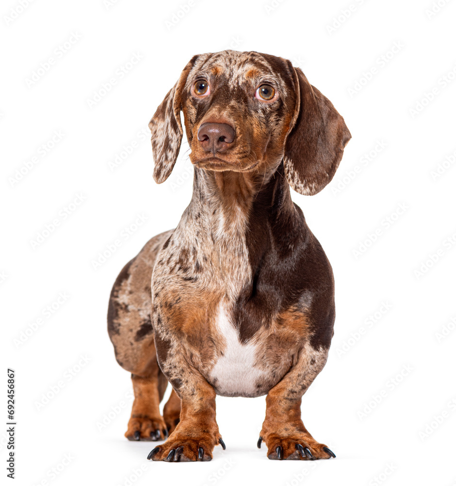 Red Merle Dachshund standing in front, isolated on white