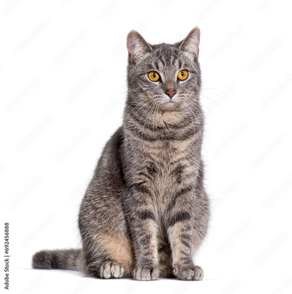 striped Crossbreed cat yellow eyed, isolated on white