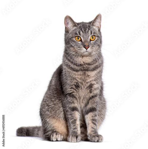 Fototapeta Naklejka Na Ścianę i Meble -  striped Crossbreed cat yellow eyed, isolated on white