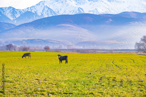 A group of young bulls graze in a meadow, with high snowy mountains in the background.