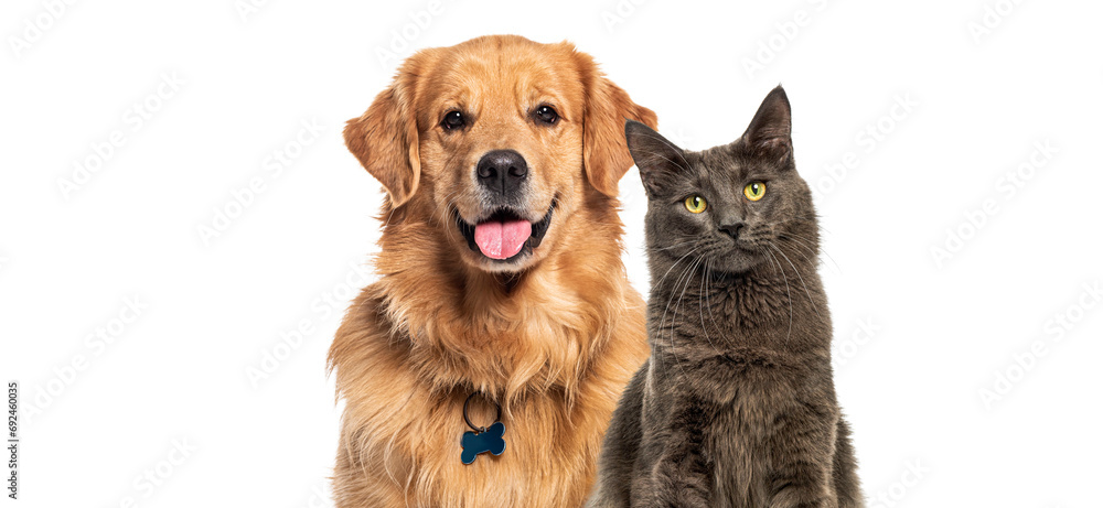Happy panting Golden retriever dog and blue Maine Coon looking at camera, Isolated on white