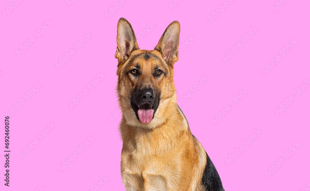 head shot of a German shepherd panting and looking at the camera against pink background