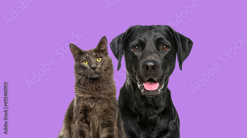 Close-up of a Happy panting black Labrador dog and blue maine coon cat looking at the camera  isolated on purple