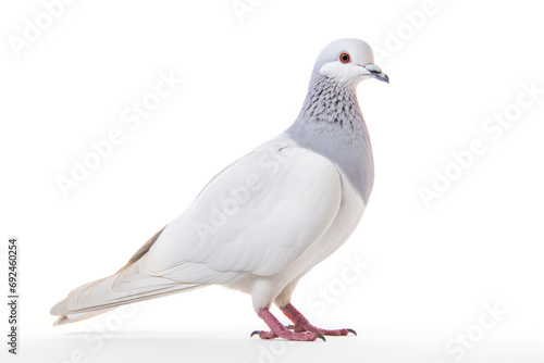 Pigeon isolated on a white background. © Ivan