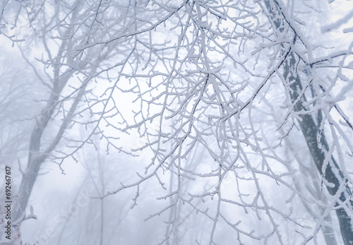 Snowy forest in snowfall. White snow on tree branches. Beautiful nature background