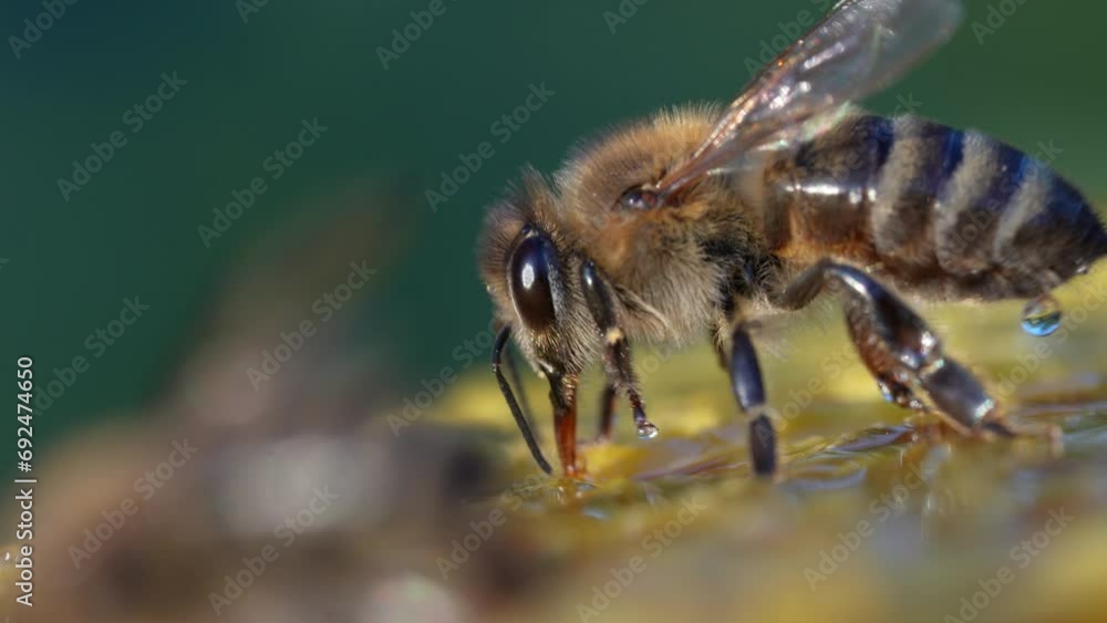 Working bee on honeycomb, close up. Colony of bees in apiary. Beekeeping in countryside. Macro shot with in a hive in a honeycomb, wax cells with honey and pollen. Honey in combs Working bee on honeycomb, close up. Colony of bees in apiary. Beekeeping in countryside. Macro shot with in a hive in a honeycomb, wax cells with honey and pollen. Honey in combs