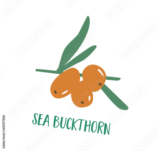 A hand drawn rose sea buckthorns on a white background. Berries with a lot of a Vitamin C. Healthy food for vegan and vegetarian diet. Antioxidant drink.