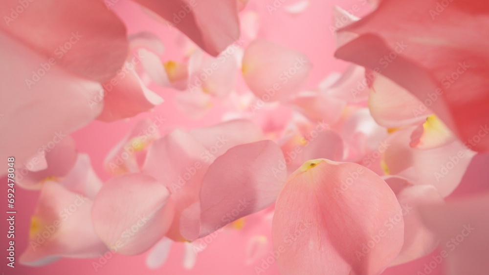 Falling Pink Rose Petals, Isolated on White Background. Falling Pink Rose Petals, Isolated on White Background.
