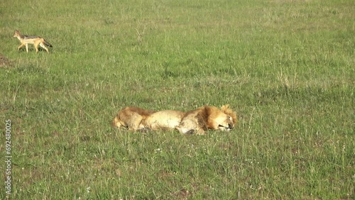 An impressive male wild lion having a break in the wilds of Africa photo