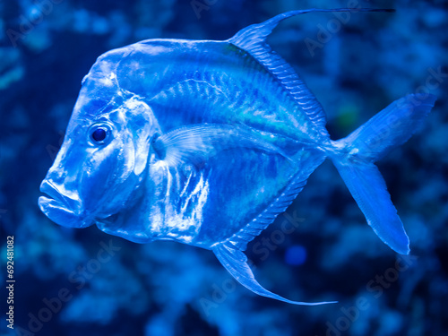 The lookdown or Selene vomer is a species of game fish. Shiny reflective mirror fish inside tank with water. Underwater life in aquarium. photo