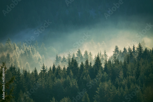 Misty pine forest on the mountain slope in a nature reserve © ValentinValkov