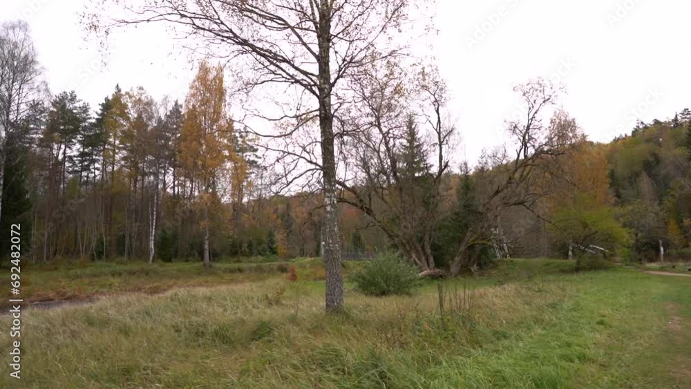 rustic park setting with a bare tree in the foreground and a picnic area set against a backdrop of dense autumn forest. rustic park setting with a bare tree in the foreground and a picnic area set against a backdrop of dense autumn forest.