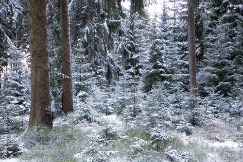 Junge Fichten im Winterwald - Wald mit Fichten im Winter