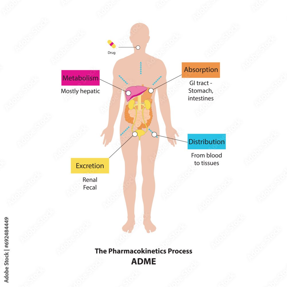 Diagram showing pharmacokinetic parameters - ADME - Absorption ...