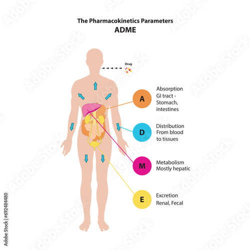 Diagram showing pharmacokinetic parameters - ADME - Absorption, Distribution, Metabolism and excretion - anatomic illustration - GI tract, liver, kidneys. photo