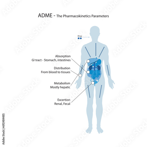 Diagram showing pharmacokinetic parameters - ADME - Absorption, Distribution, Metabolism and excretion - anatomic illustration - GI tract, liver, kidneys.