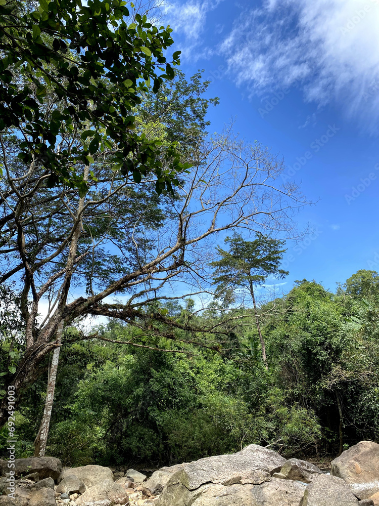 beautiful view of the forest